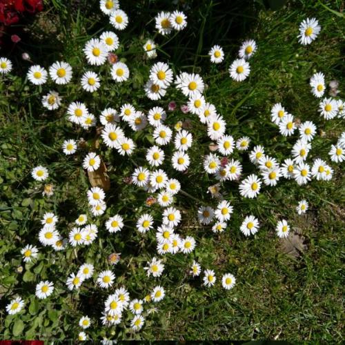 bienen_auf_den_gaensebluemchen