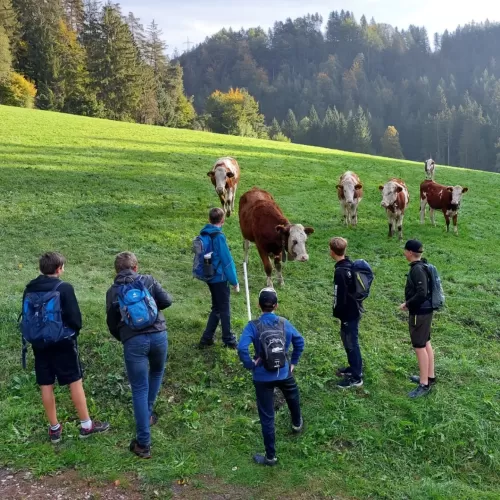 Die Buben bestaunen die Kuhherde