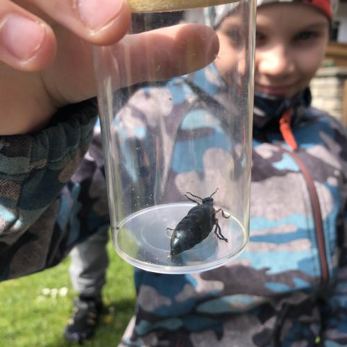 Insekten bestimmen