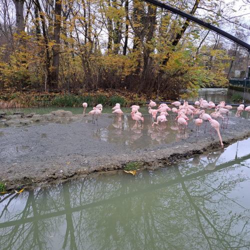 Flamingos
