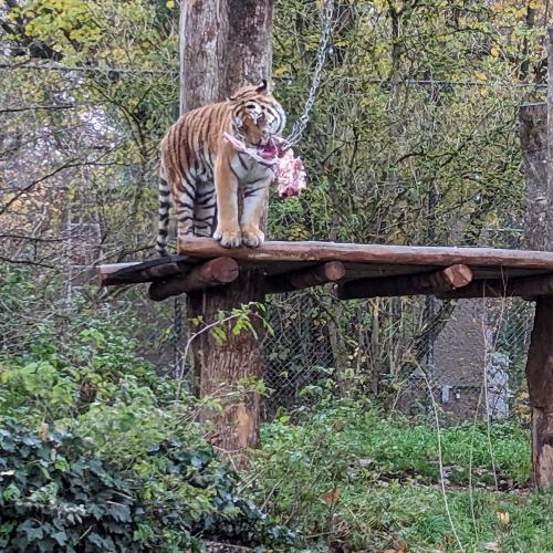 Tiger beim Fressen