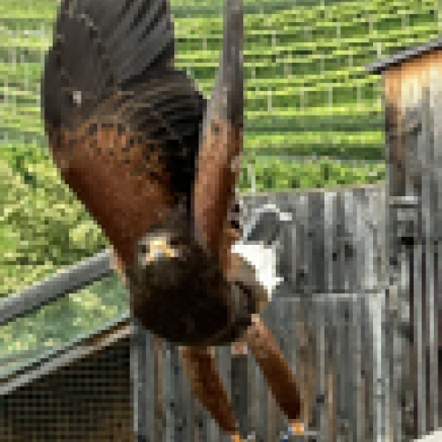 Vogelschau