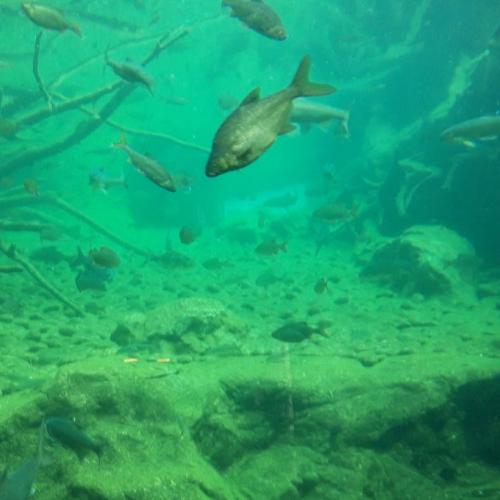 Fische im Aquarium