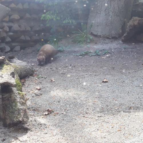 Marder im Alpenzoo