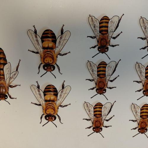 verschiedene Bienen