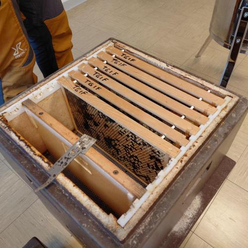 Bienenwaben