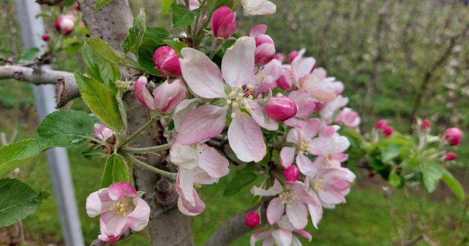 Blüte